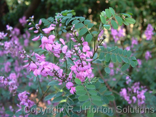 Indigofera austalis